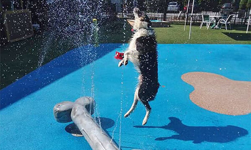 doggy water park
