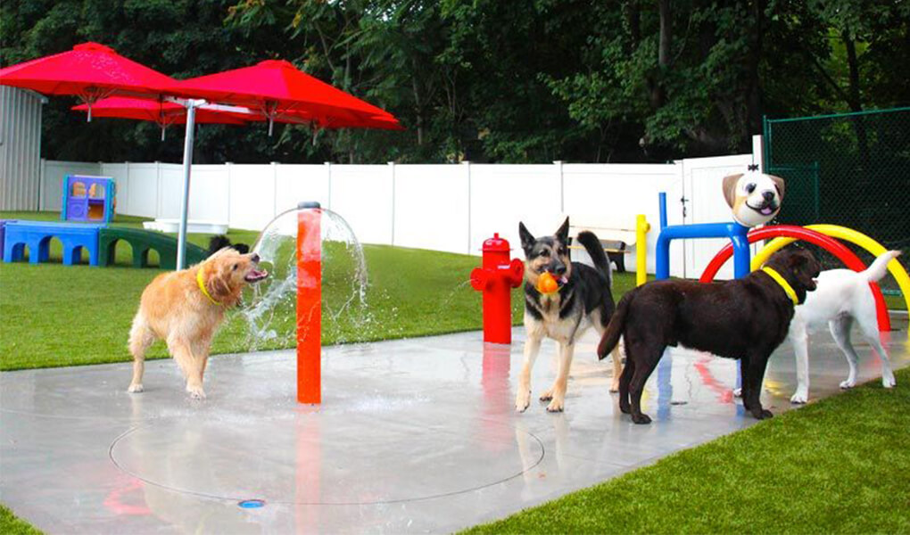 dog splash park