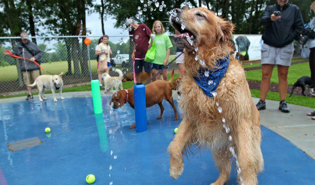 doggy splash park