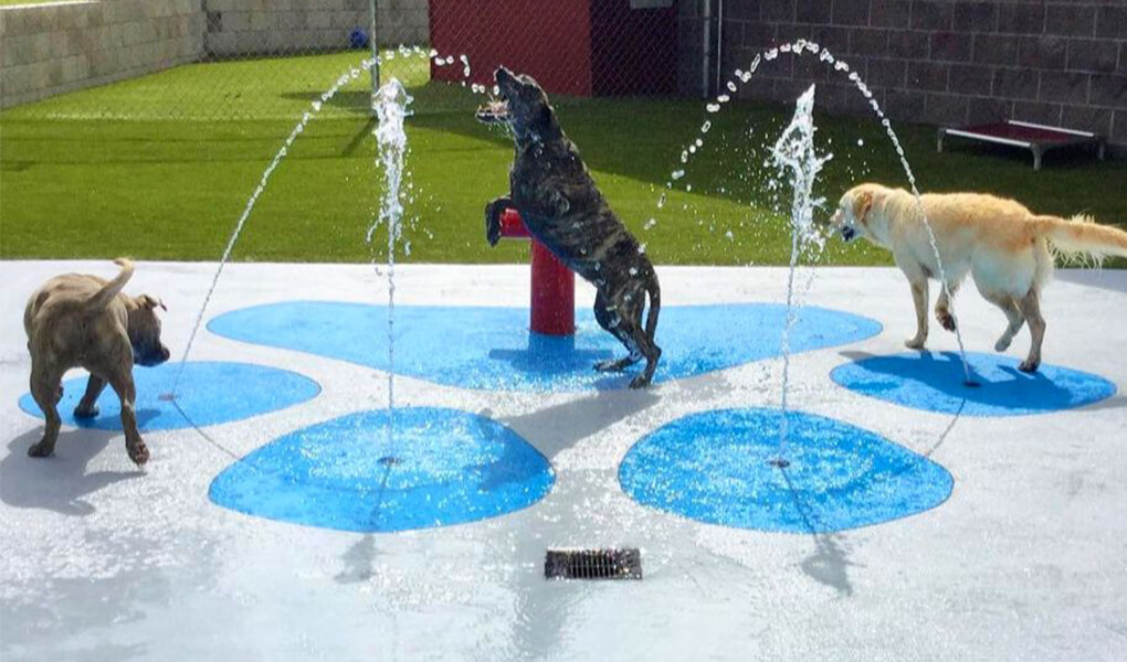 splash dog park