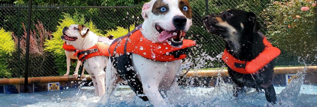 dog splash park